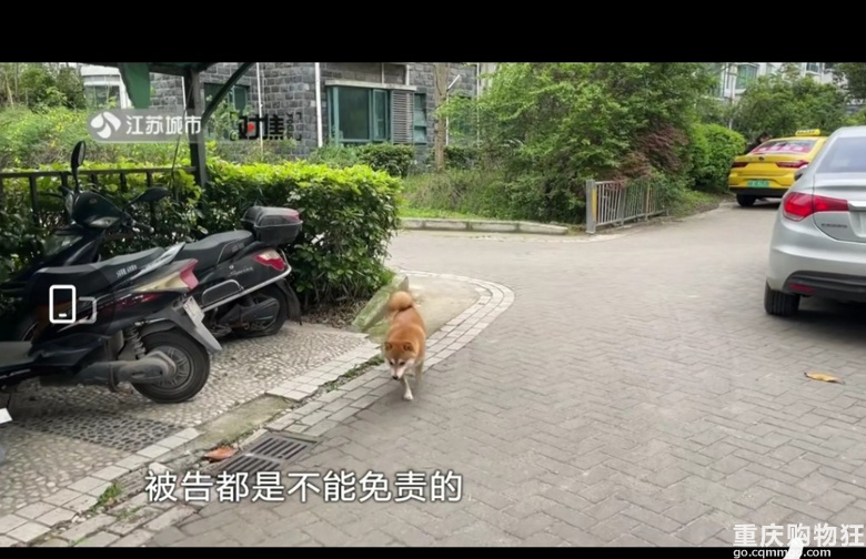 遛狗不牵绳致路人10级伤残，法院：赔偿11万。