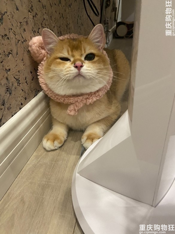 金渐层弟弟找女朋友