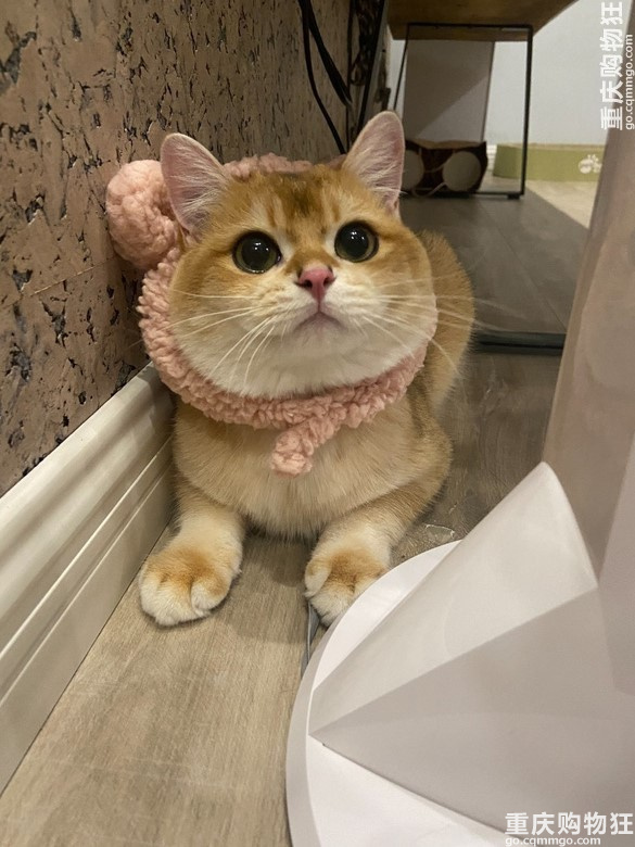 金渐层弟弟找女朋友