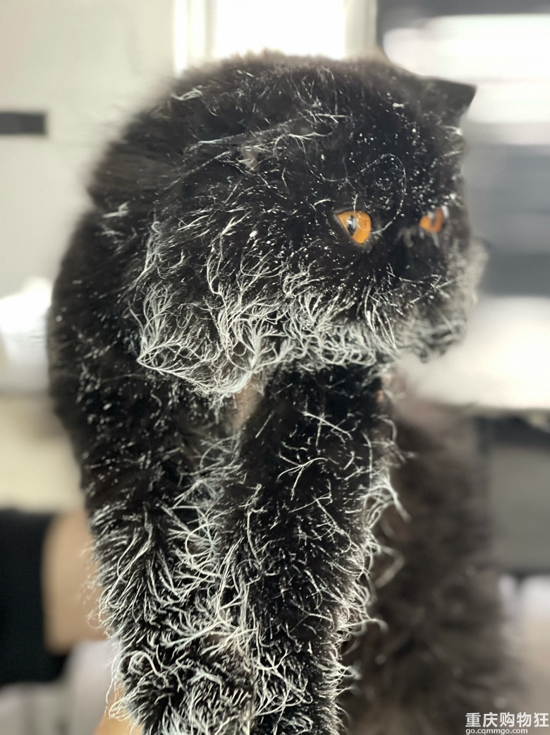 误把墙漆当羊奶喝的蠢猫-宠物花草-重庆购物狂
