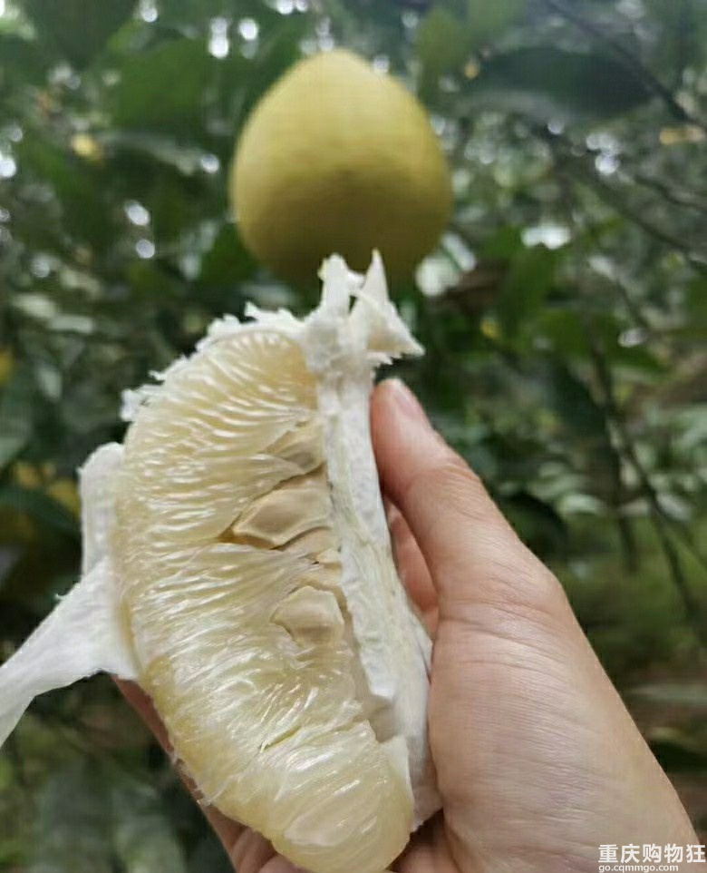 周末摘沙田柚的好地方，组队前往