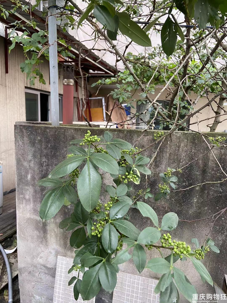 25岁完成养老愿望，钢混森林里的一方小院，侘寂禅意装修开帖