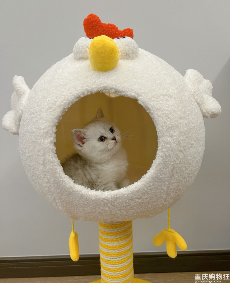 养猫新手---喵主子回家，被萌化的第一天