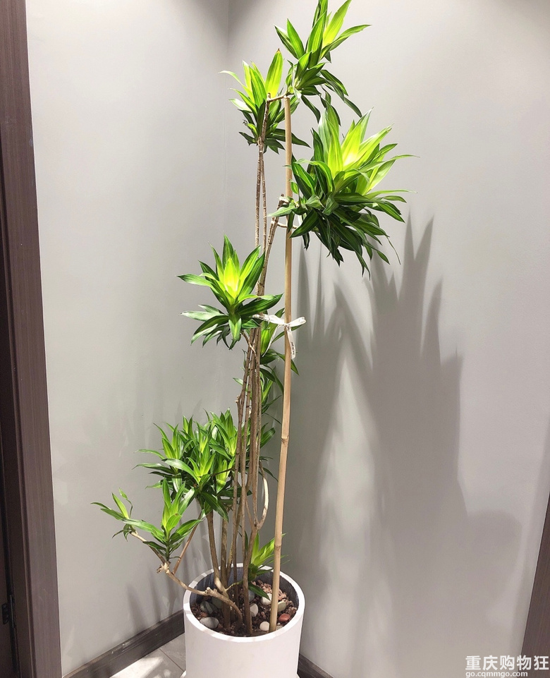 双十一抢购的植物