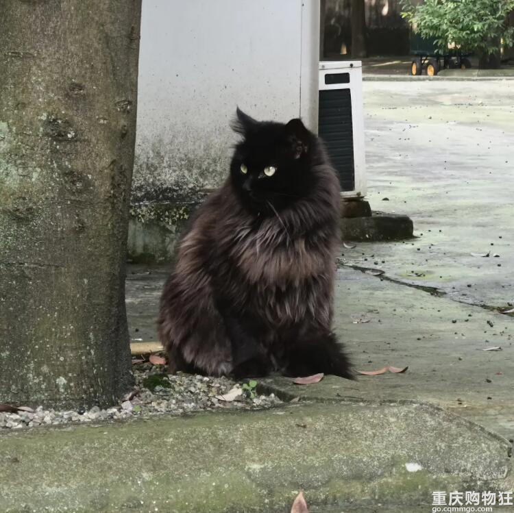 公司的流浪猫又帅又可爱，想问问是什么品种？