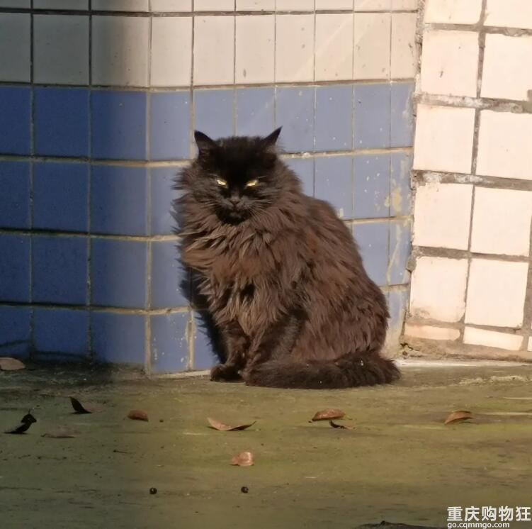 公司的流浪猫又帅又可爱，想问问是什么品种？