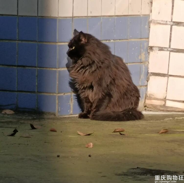 公司的流浪猫又帅又可爱，想问问是什么品种？