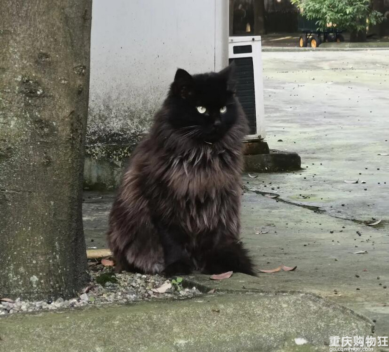 公司的流浪猫又帅又可爱，想问问是什么品种？