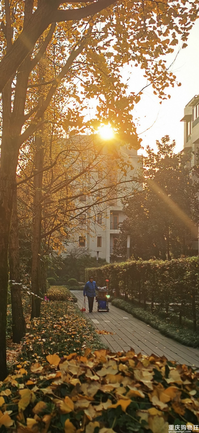 小区银杏树