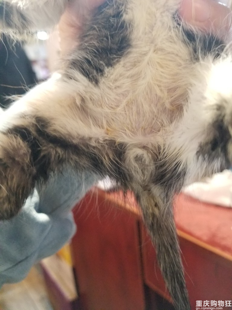 帮捡到的一个半月小奶猫找靠谱主人(多图)