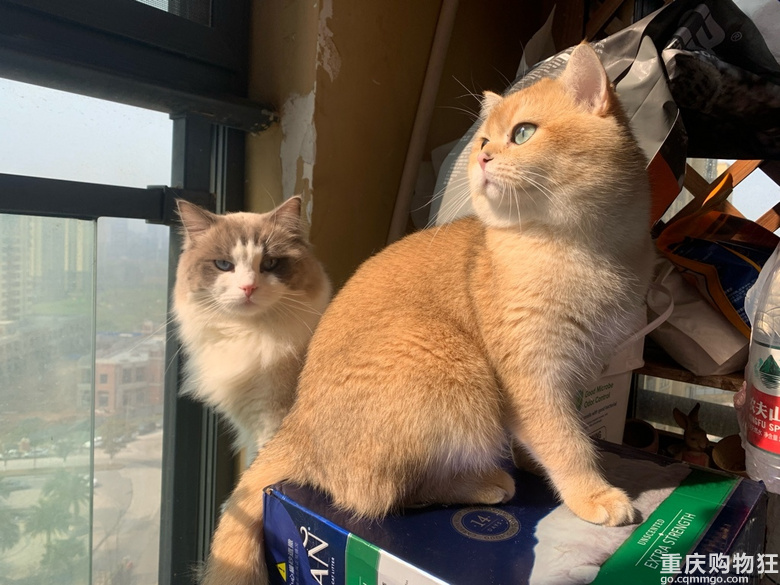 #晒猫猫好喜欢我的猫