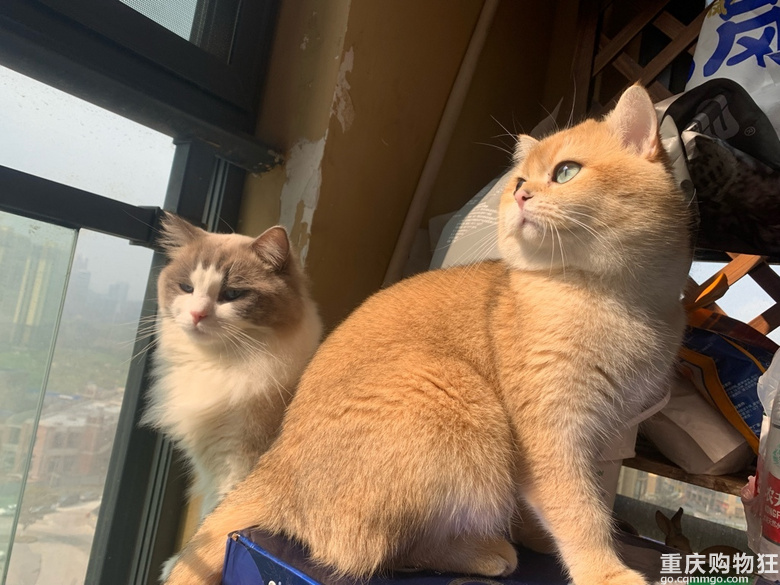 #晒猫猫好喜欢我的猫