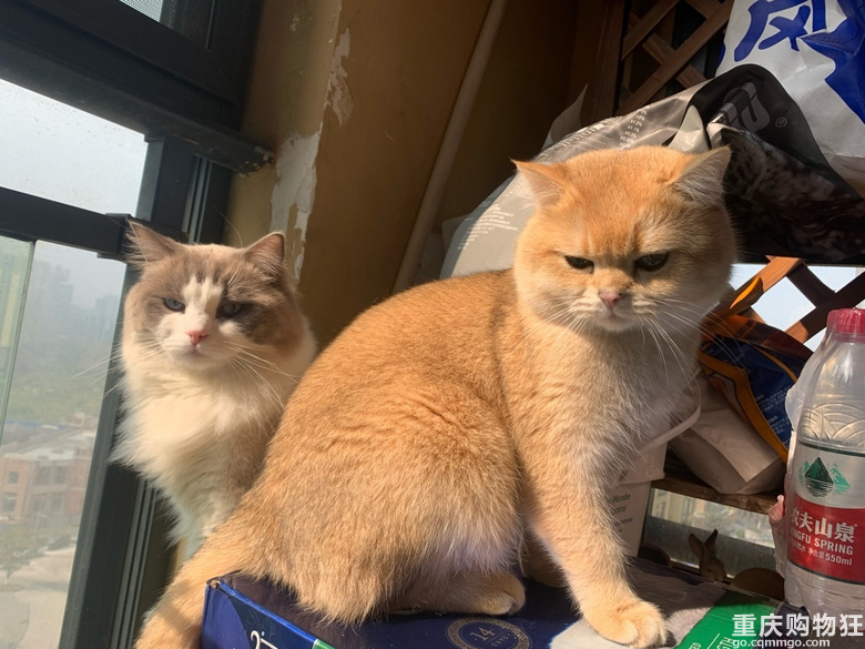 #晒猫猫好喜欢我的猫