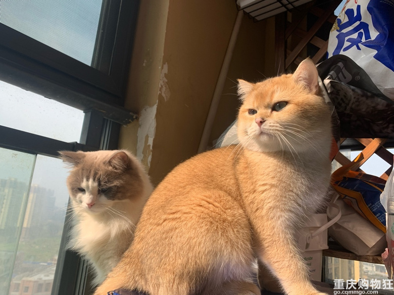 #晒猫猫好喜欢我的猫