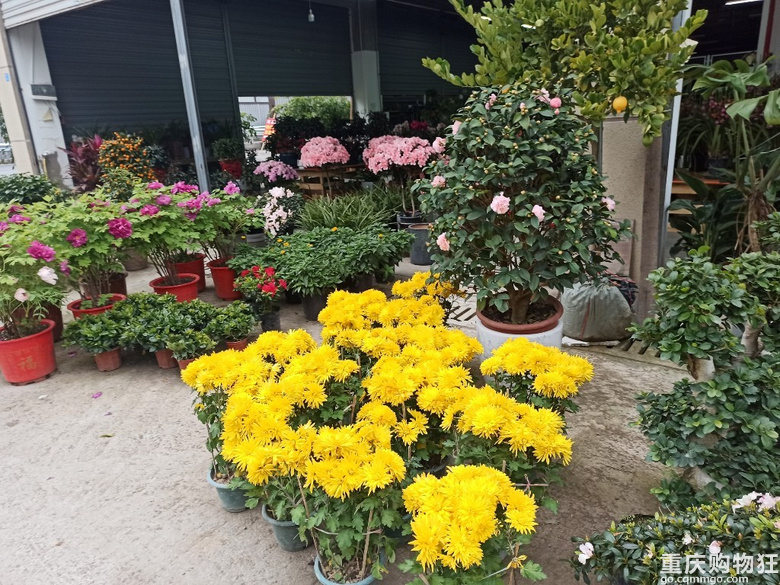 李家沱这边也有花鸟市场了