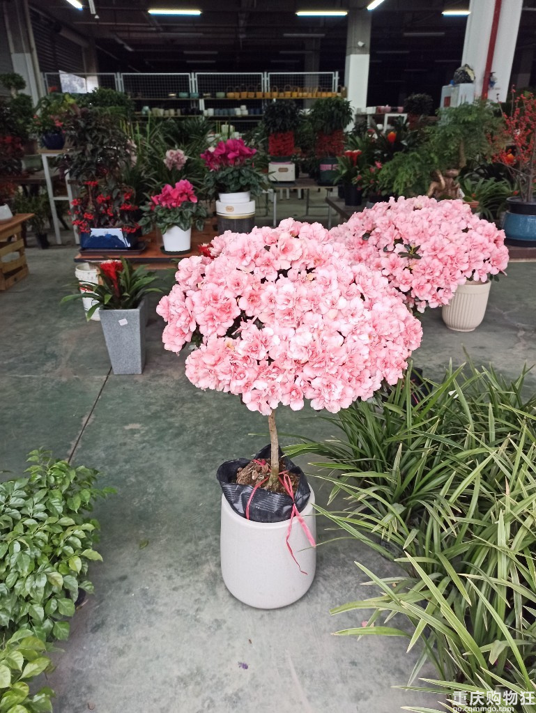 李家沱这边也有花鸟市场了