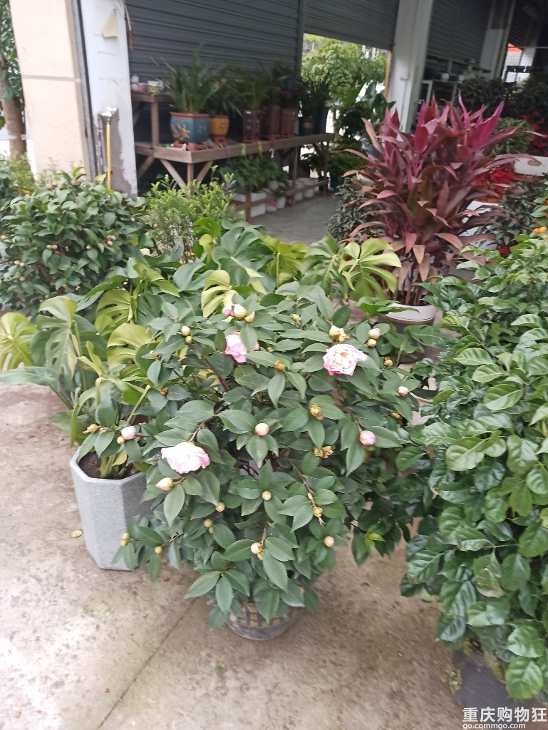 李家沱这边也有花鸟市场了