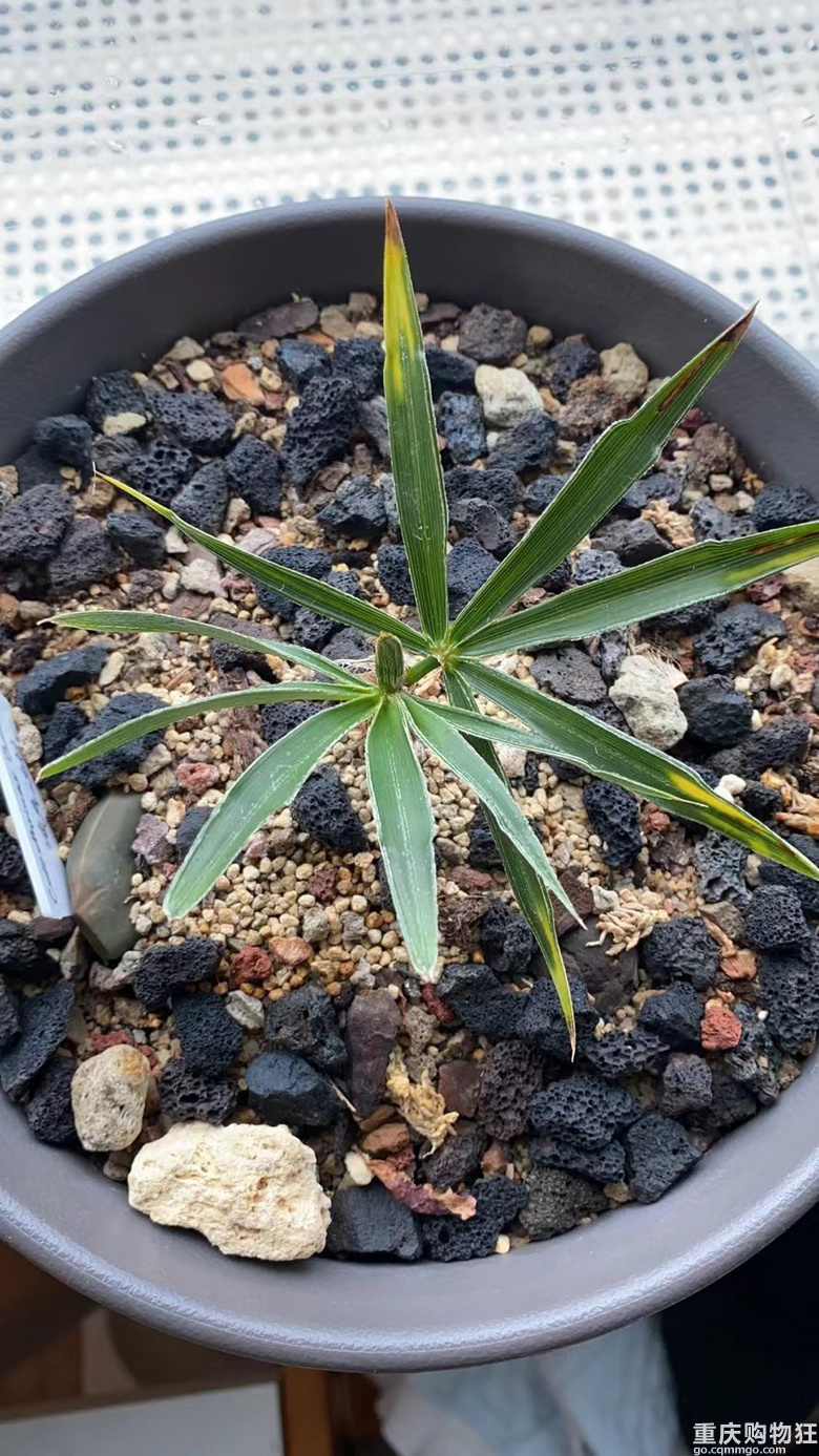 自然精致序列