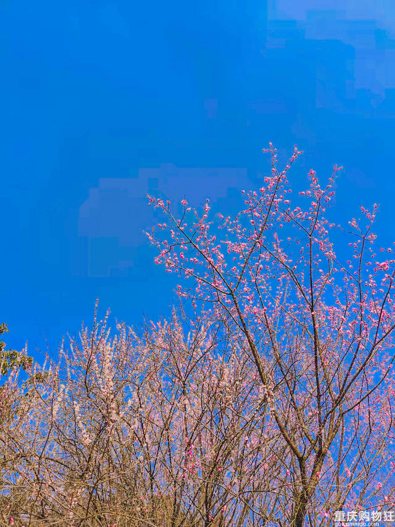 轻轨直达主城宝藏公园，踏青赏花，登山吸氧，溜娃晒太阳！