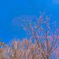 轻轨直达主城宝藏公园，踏青赏花，登山吸氧，溜娃晒太阳！