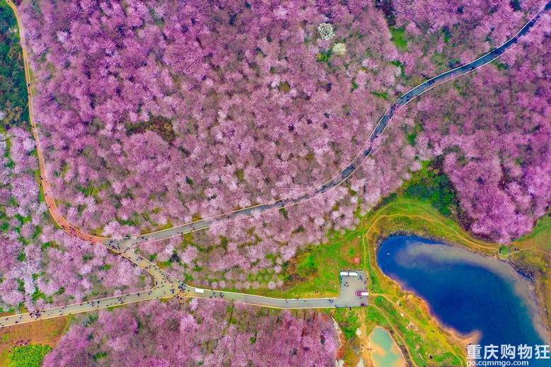 三月樱花