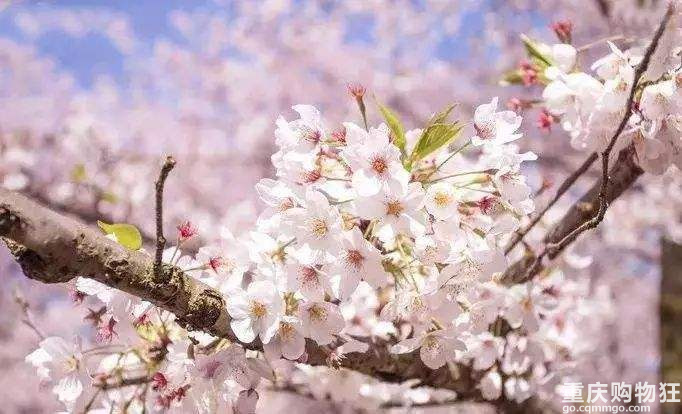 三月樱花