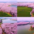 三月樱花