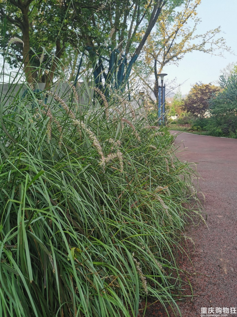 走一走跳磴河步道，看看春日的景象