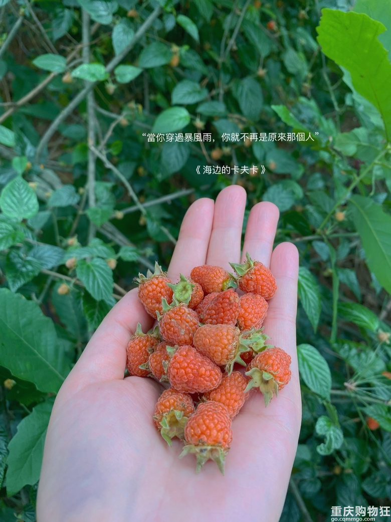 摘树莓了。