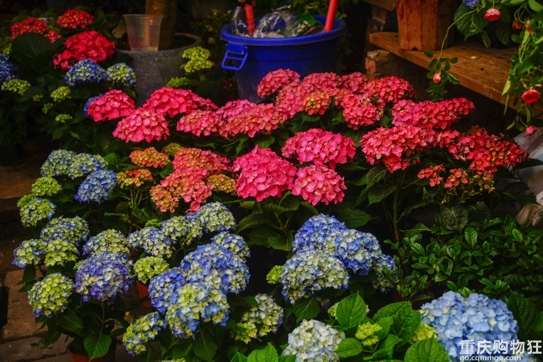 这个花园今年免费了，开心去打卡
