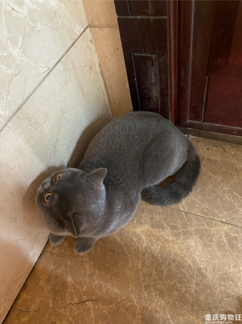 蓝猫征女朋友