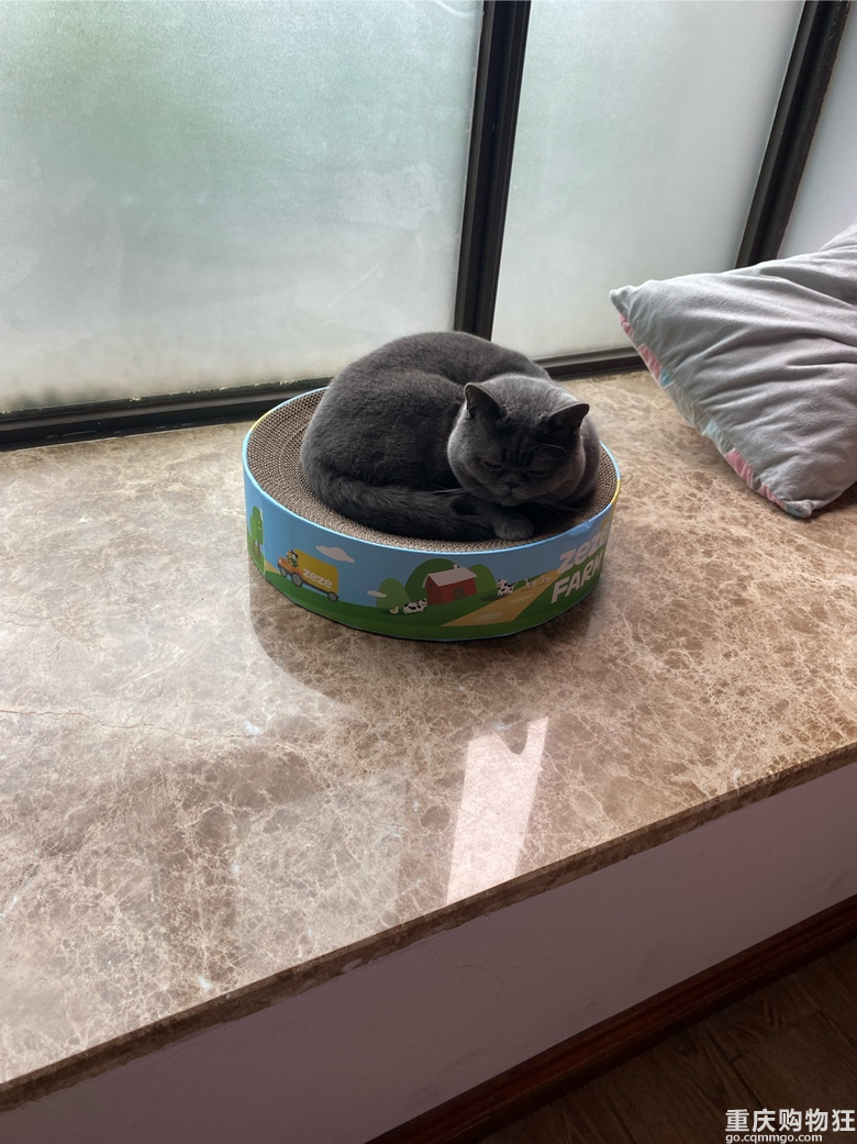 蓝猫征女朋友