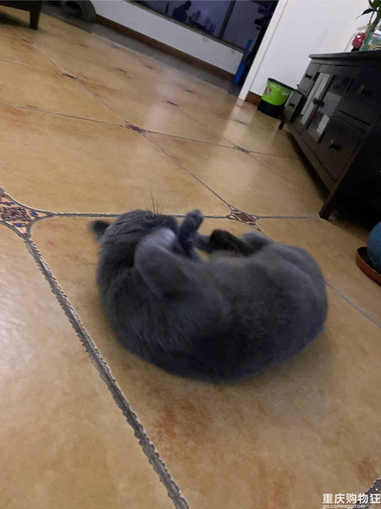 蓝猫征女朋友