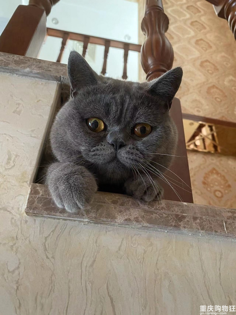蓝猫征女朋友