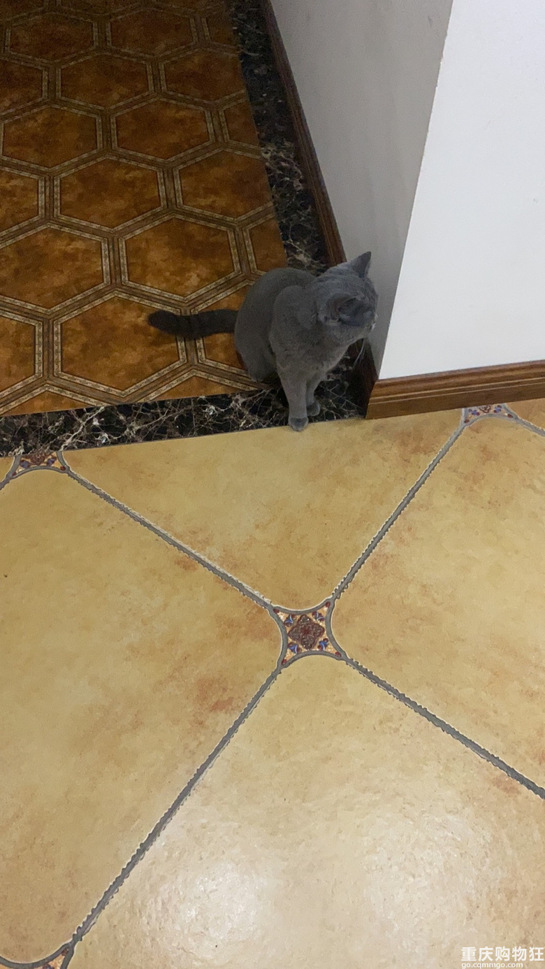 蓝猫征女朋友