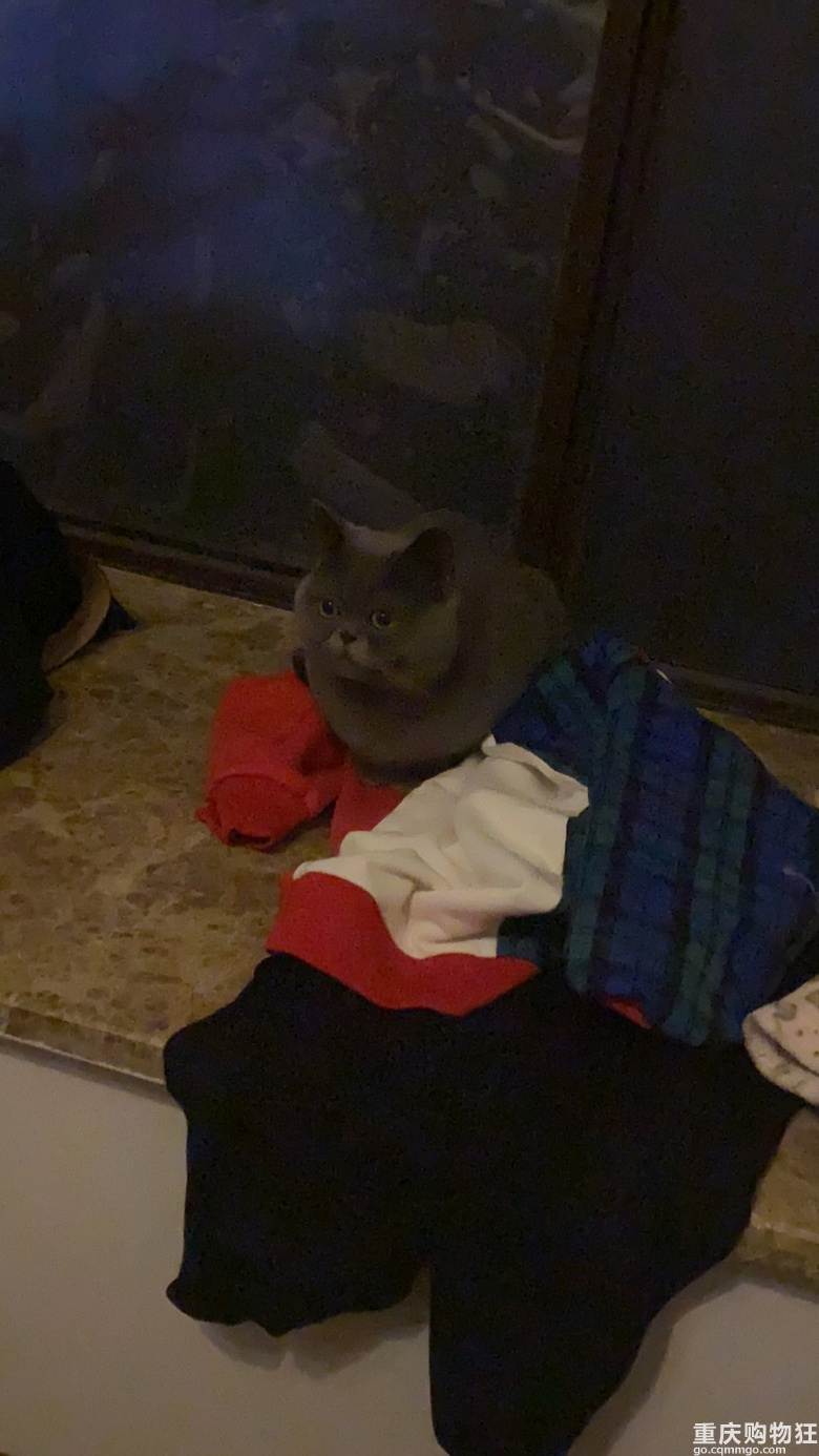 蓝猫征女朋友