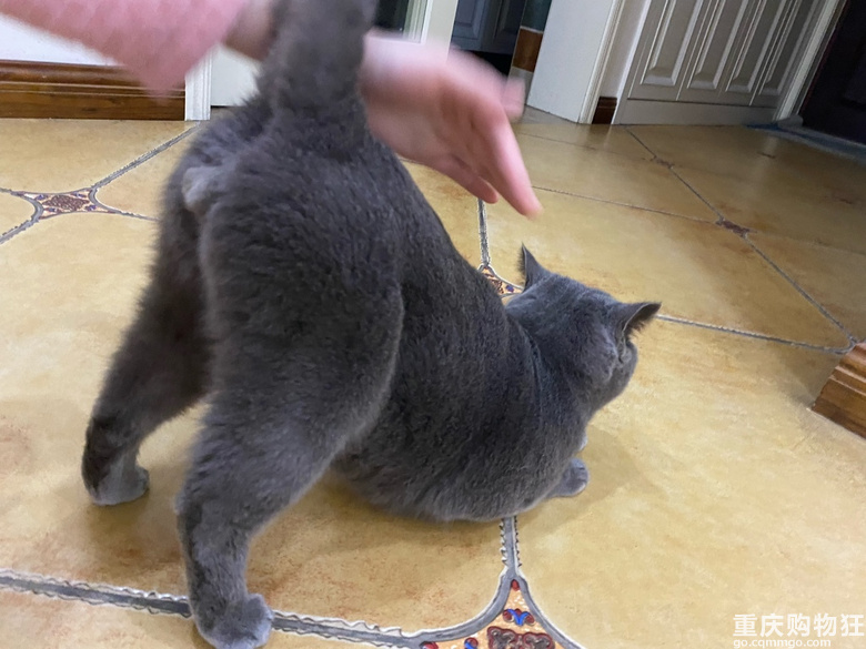 蓝猫征女朋友