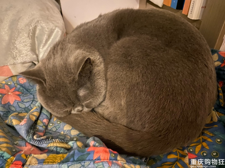 蓝猫征女朋友