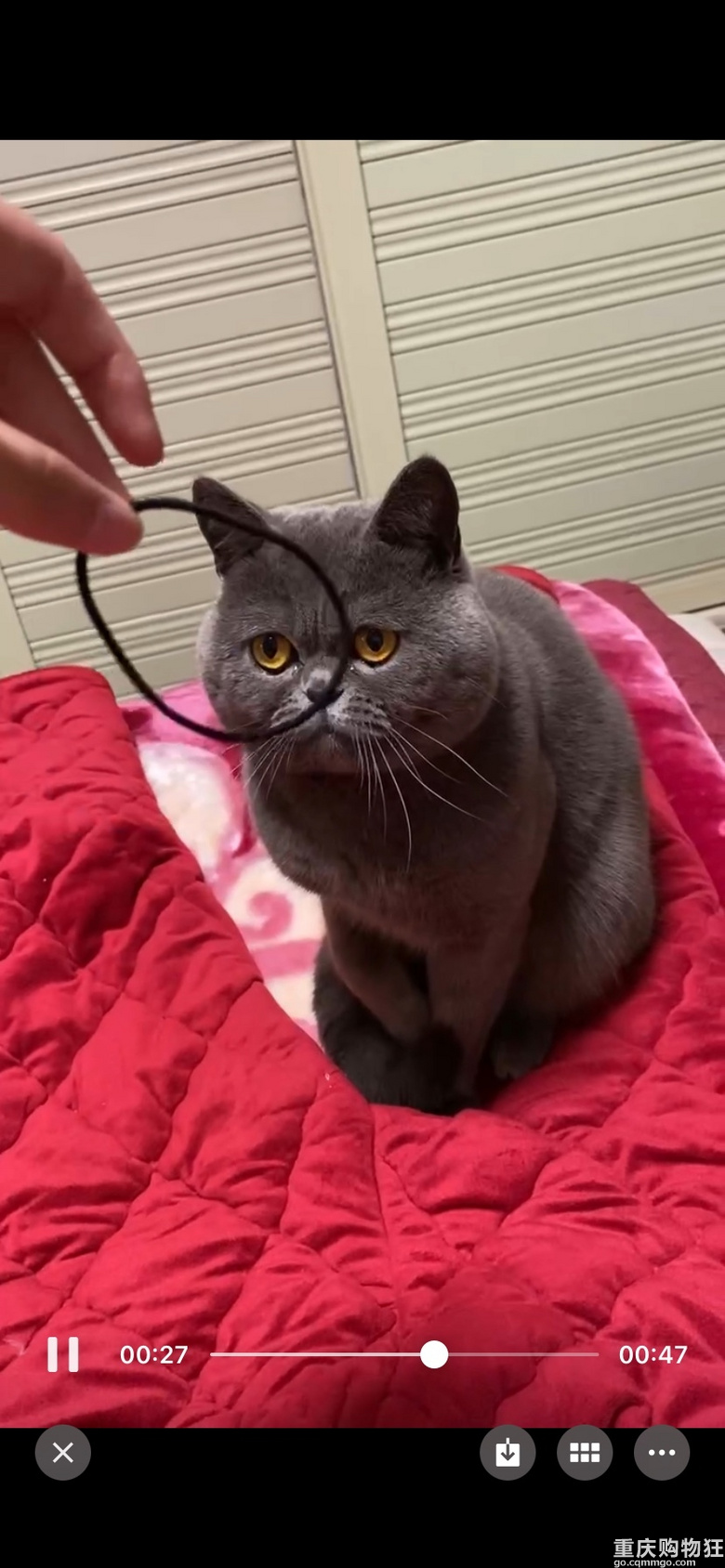 蓝猫征女朋友