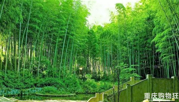 盘点重庆市内自驾线路，五一小长假不出重庆也能玩得嗨