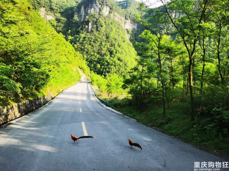 金佛山上的第五年，终于拿下了心心念念的养生避暑房
