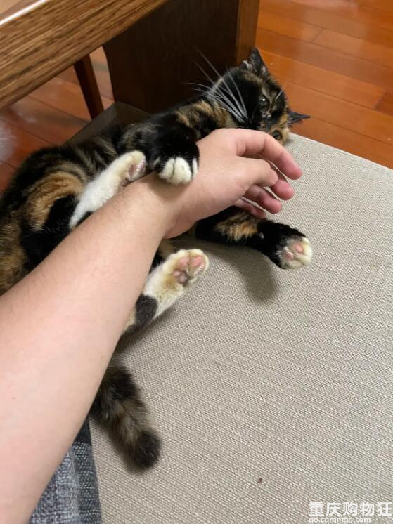 啊！我被这只猫绑架了