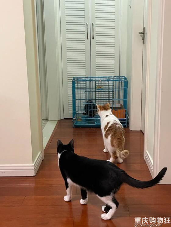 啊！我被这只猫绑架了
