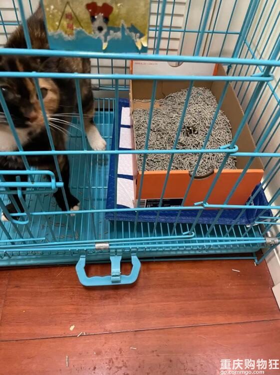 啊！我被这只猫绑架了
