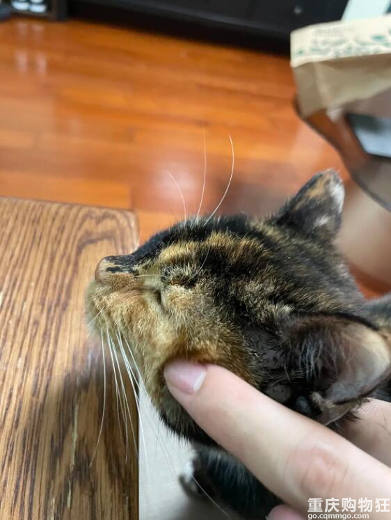 啊！我被这只猫绑架了
