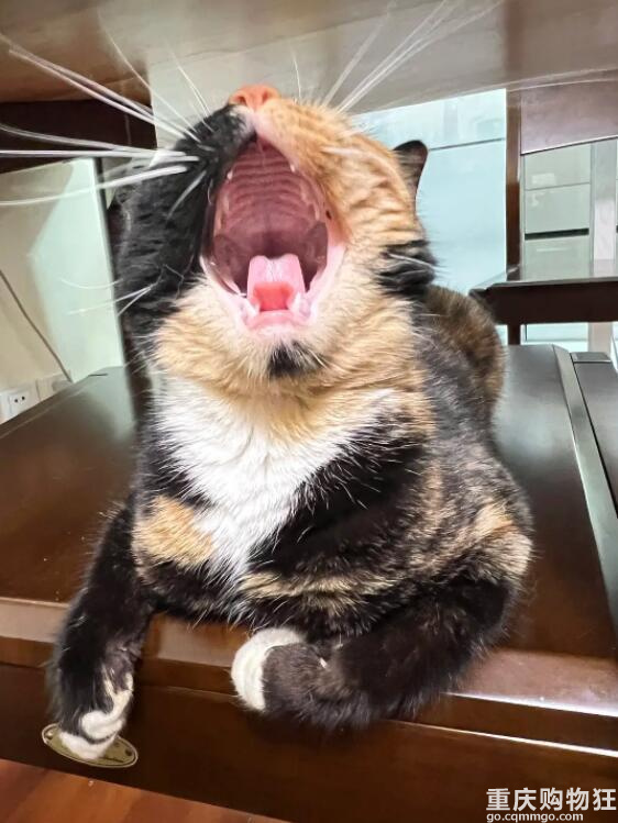 啊！我被这只猫绑架了