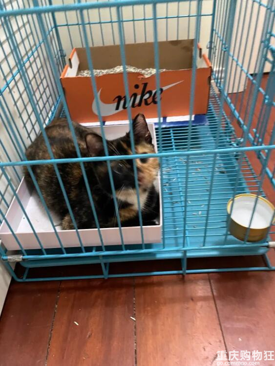 啊！我被这只猫绑架了