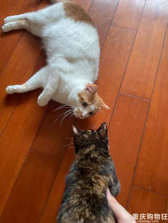 啊！我被这只猫绑架了