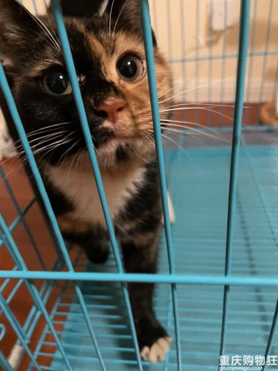 啊！我被这只猫绑架了