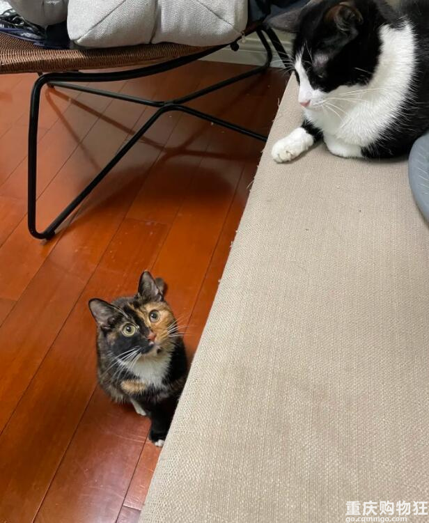 啊！我被这只猫绑架了